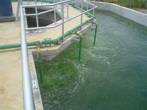 Reactor Biológico